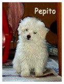 Pepito, un cucciolo della Casa di Peki